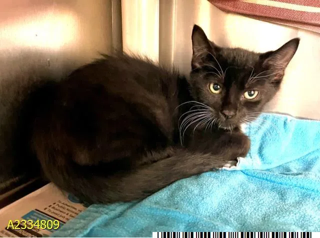 A baby small-sized male Domestic Short Hair cat named Houston for adoption in West Palm Beach, FL