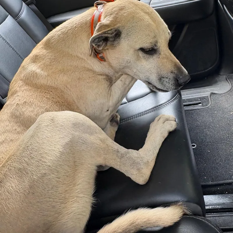 An adult medium-sized female Yellow / Tan / Blond / Fawn Mixed Breed dog named StrayPsalmondRoad for adoption in Columbus, GA