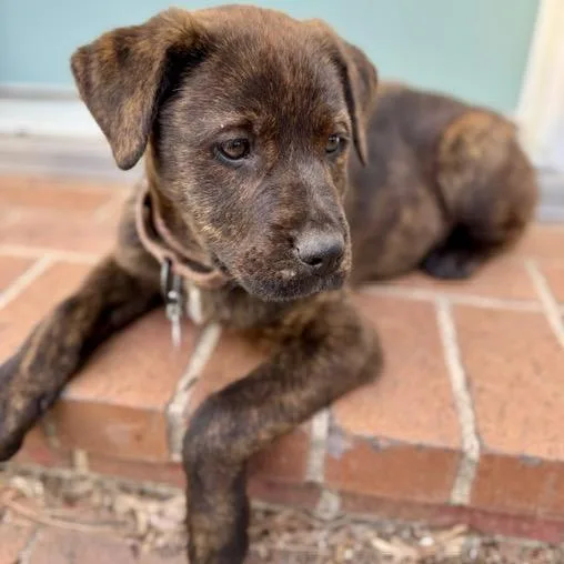 A baby medium-sized female Brown / Chocolate Mixed Breed dog named Jolly for adoption in Buffalo, MN
