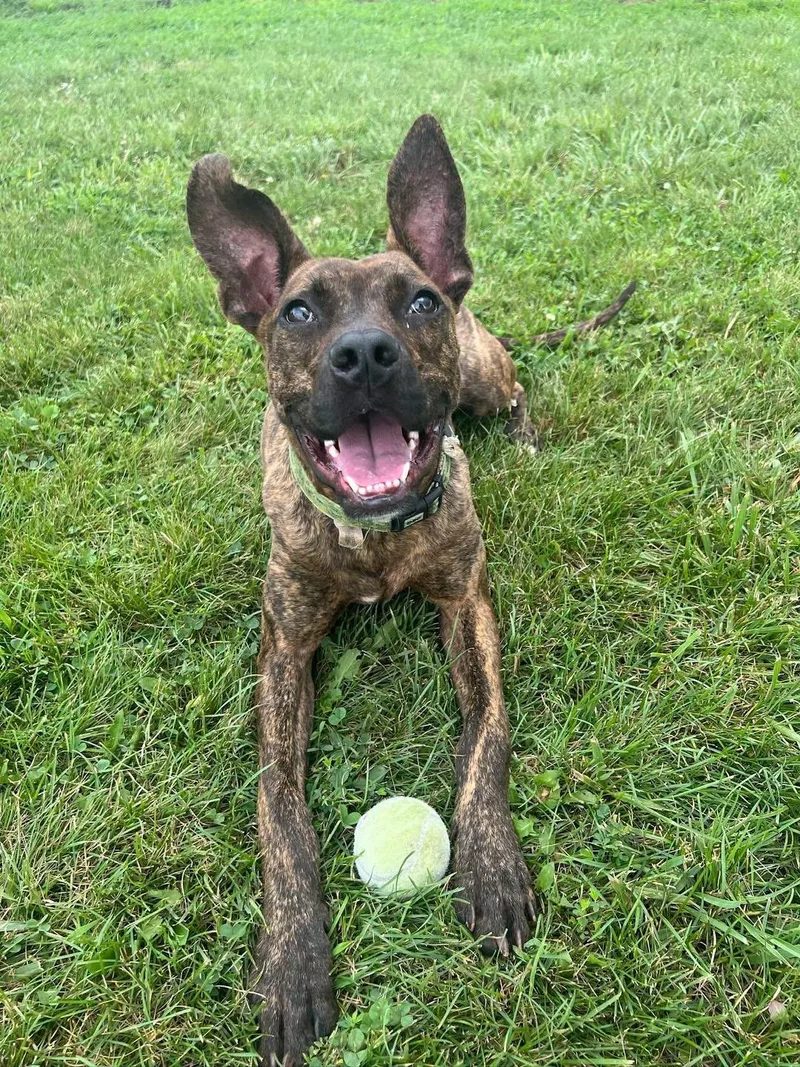 A young medium-sized male Terrier dog named Taco for adoption in Sullivan, MO