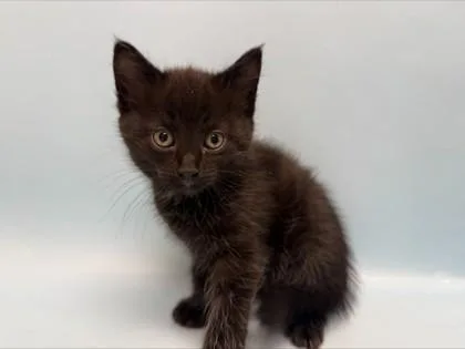 A baby small-sized male Domestic Short Hair cat named Sub Zero for adoption in Woodbury, MN