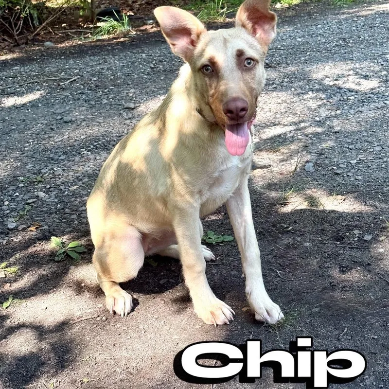 Chip
