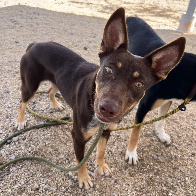 A young medium-sized female Brown / Chocolate Mixed Breed dog named Pebbles for adoption in Las Cruces, NM