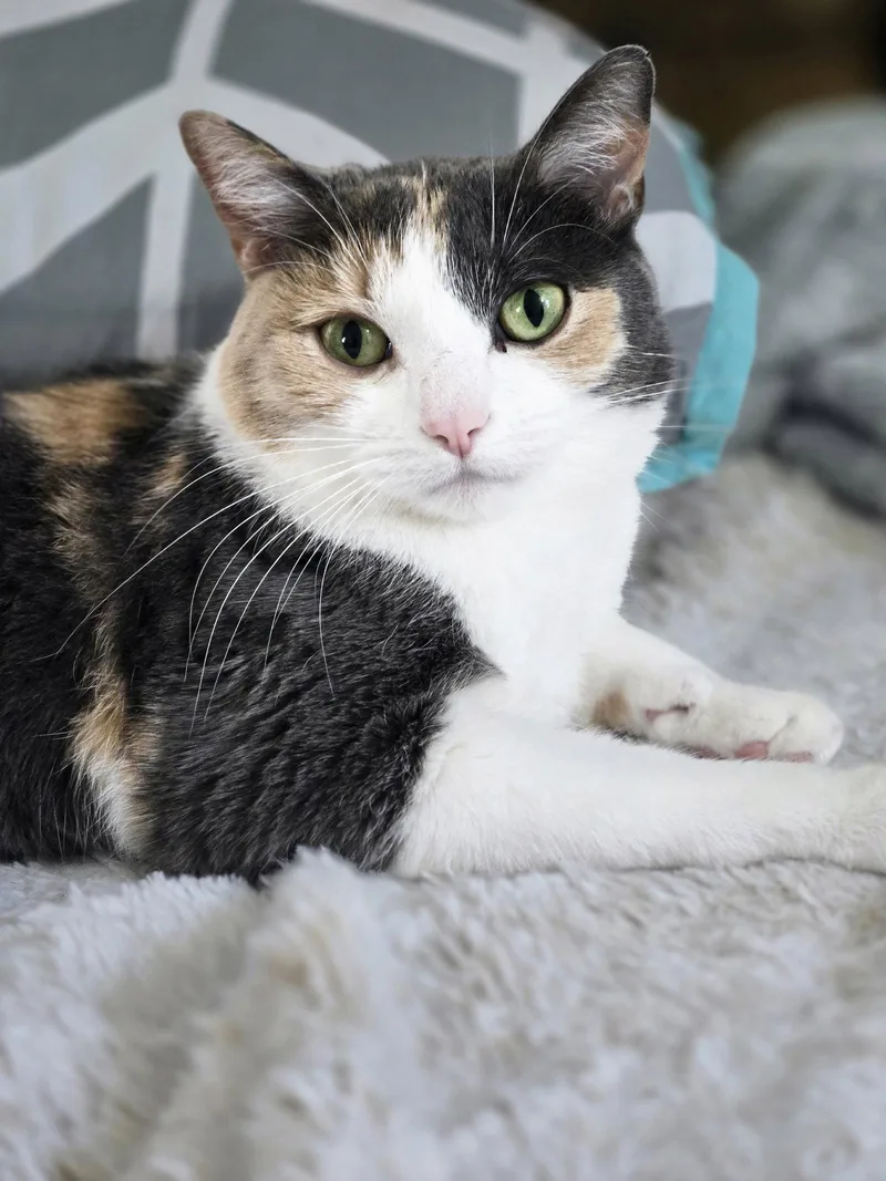 A young medium-sized female Domestic Short Hair cat named Wanda for adoption in Walled Lake, MI