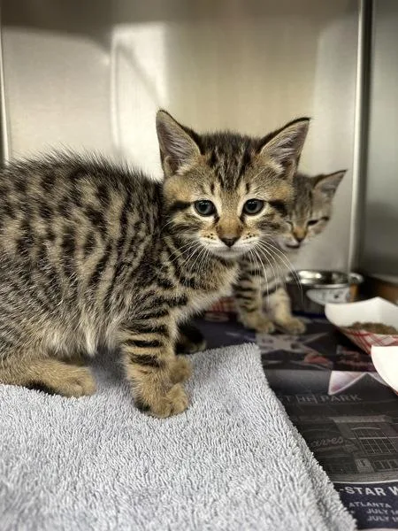 A baby small-sized male Domestic Short Hair cat named If for adoption in Lawrenceville, GA