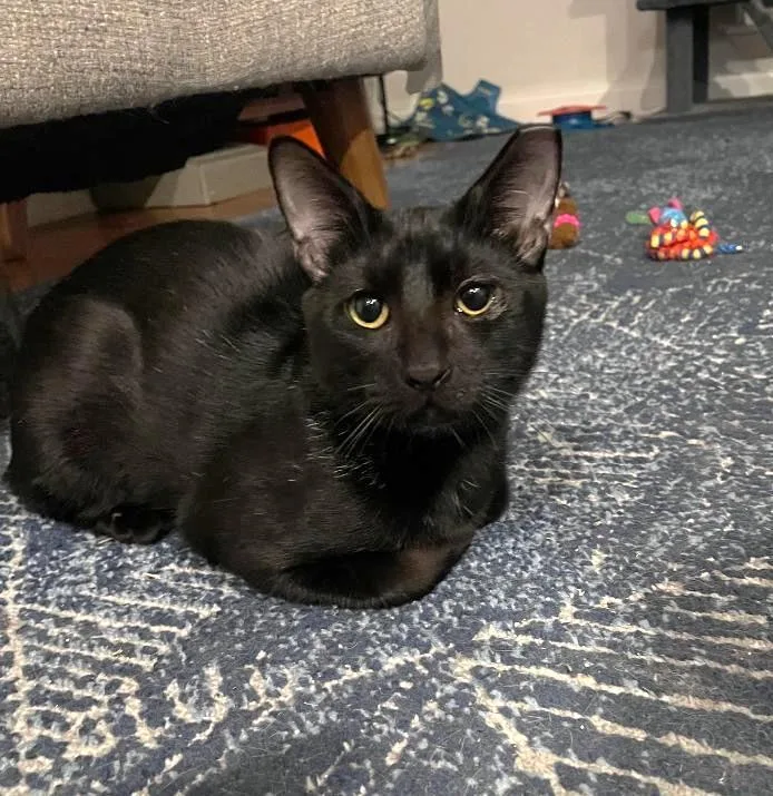 A baby small-sized male Black Domestic Short Hair cat named Troy for adoption in Jamaica Plain, MA