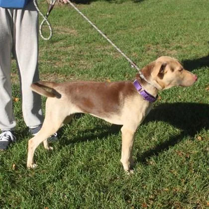 A young medium-sized female Hound dog named Moxie for adoption in Elk Grove Village, IL