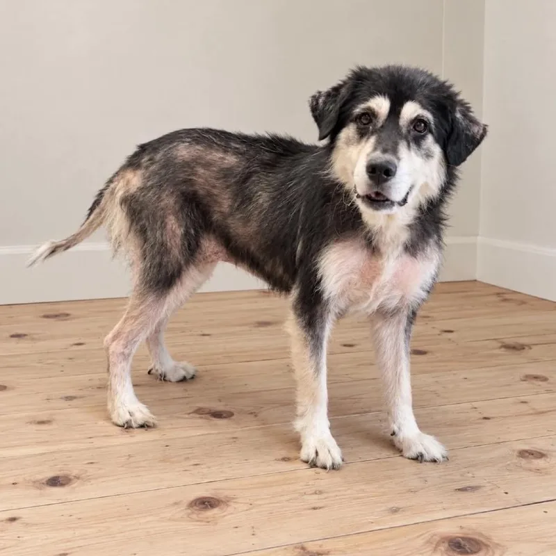 An adult medium-sized female Black Mixed Breed dog named Willow for adoption in Springboro, OH