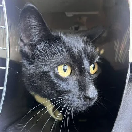 A young medium-sized male Black Domestic Short Hair cat named Ponzu for adoption in Skokie, IL