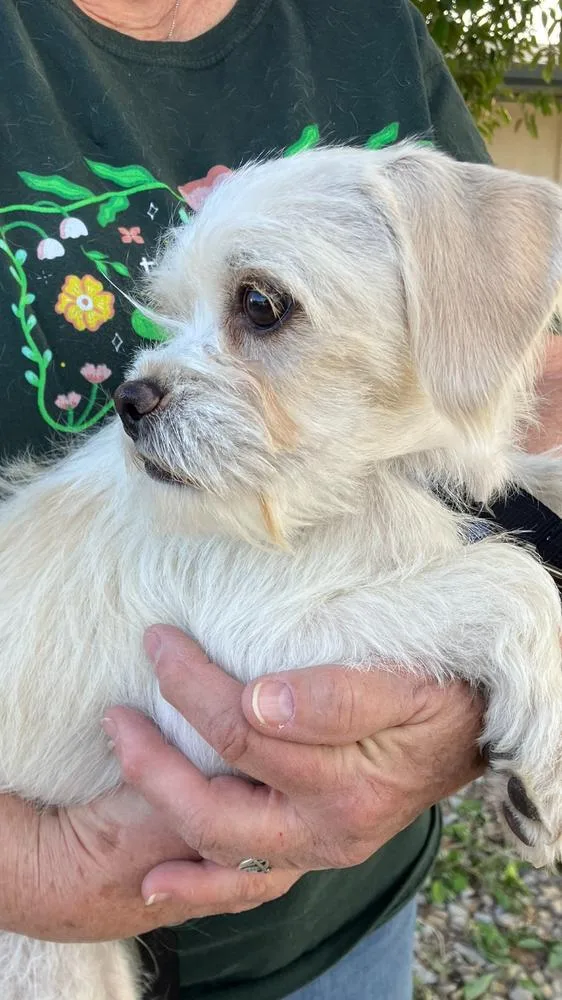 A baby small-sized male Terrier dog named Arthur for adoption in Boone, CO