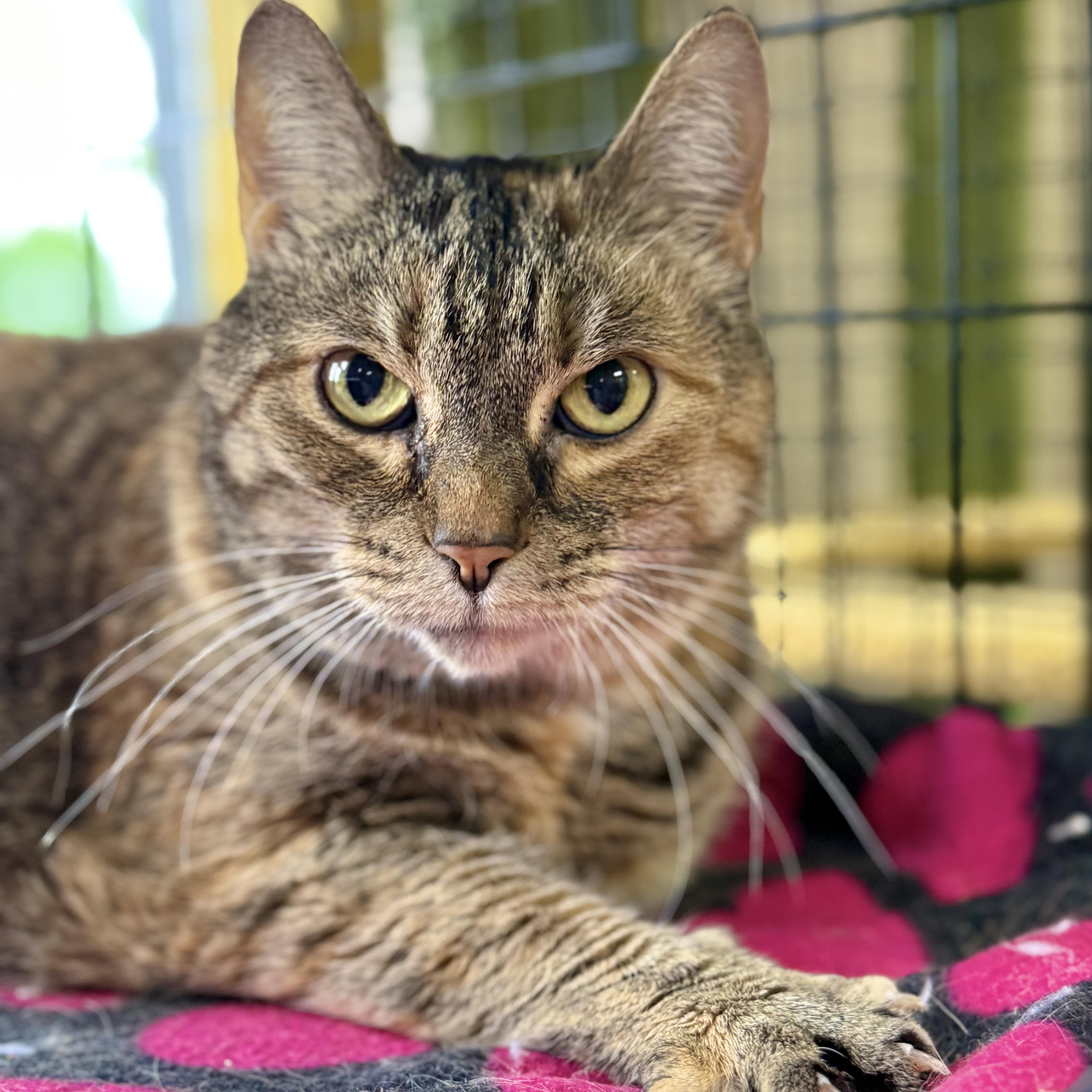 An adult large-sized female Tortoiseshell Torbie cat named Brie for adoption in Collierville, TN