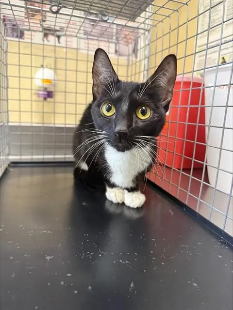 A young small-sized female Domestic Short Hair cat named Isabelle for adoption in Fort Myers, FL