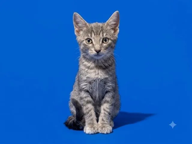 A baby small-sized female Domestic Short Hair cat named Polly for adoption in Jacksonville, FL