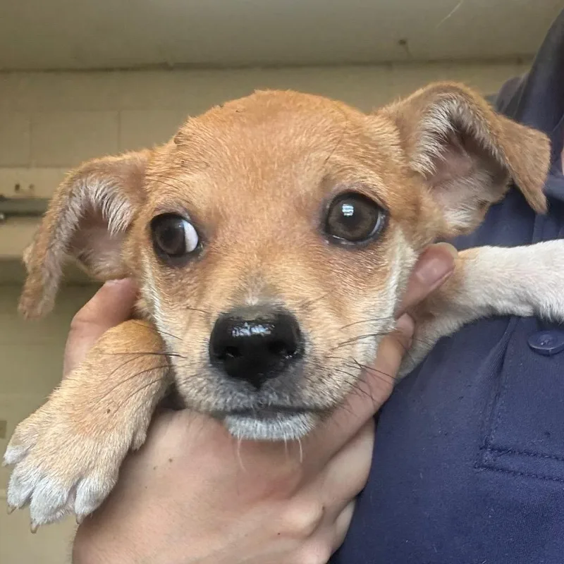 A baby medium-sized female Yellow / Tan / Blond / Fawn Mixed Breed dog named Rachel for adoption in Jacksonville, AR