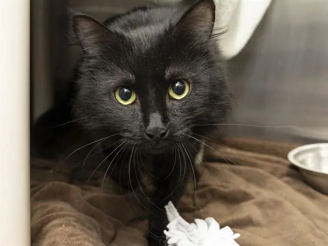 An adult small-sized male Domestic Short Hair cat named Midnight for adoption in Phoenix, AZ