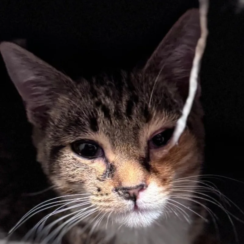 A young medium-sized female Domestic Short Hair cat named Razzle for adoption in Chuckey, TN
