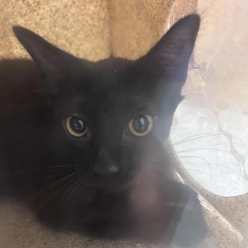 A young small-sized female Black Domestic Short Hair cat named Karloda for adoption in Philadelphia, PA