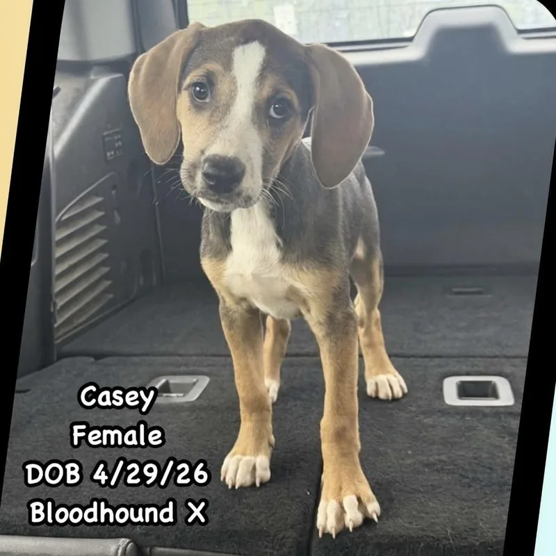 A baby large-sized female Tricolor (Brown, Black, & White) Hound dog named AAD New Arrival! for adoption in Armonk, NY