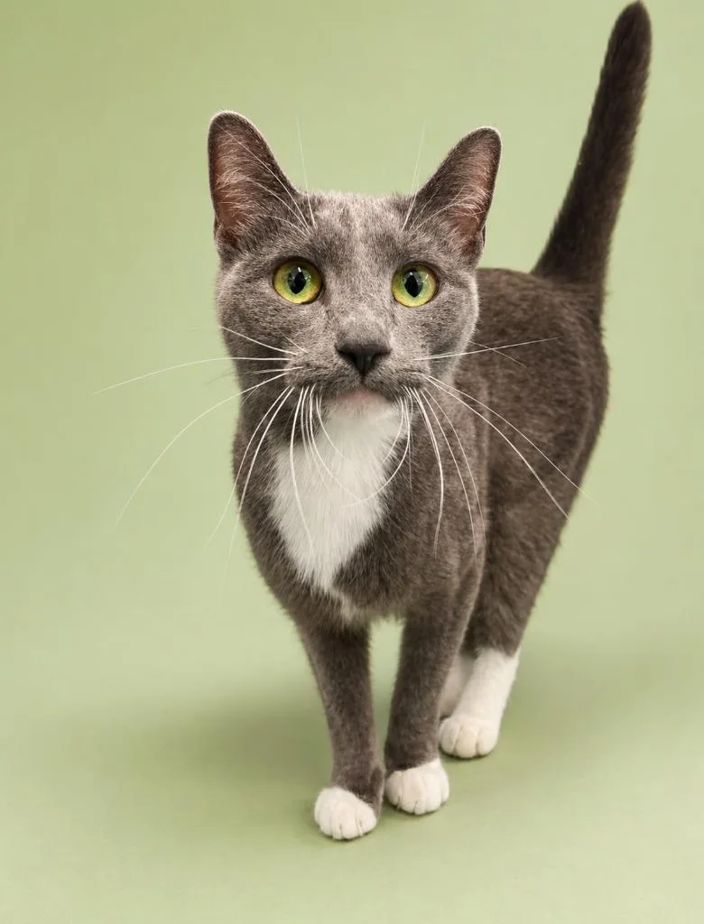 A young medium-sized female Domestic Short Hair cat named Wendy for adoption in Rock Springs, WY