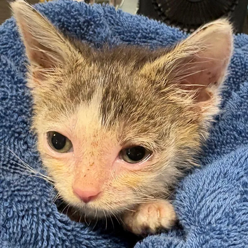 A baby small-sized female White Domestic Short Hair cat named Pickles for adoption in Webster, TX