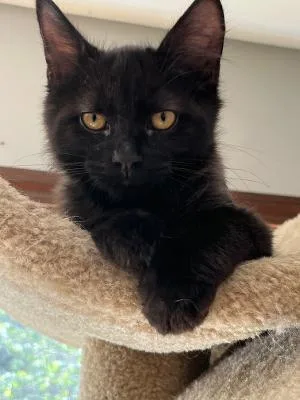 A baby medium-sized male Black Domestic Short Hair cat named Titan for adoption in Mokena, IL