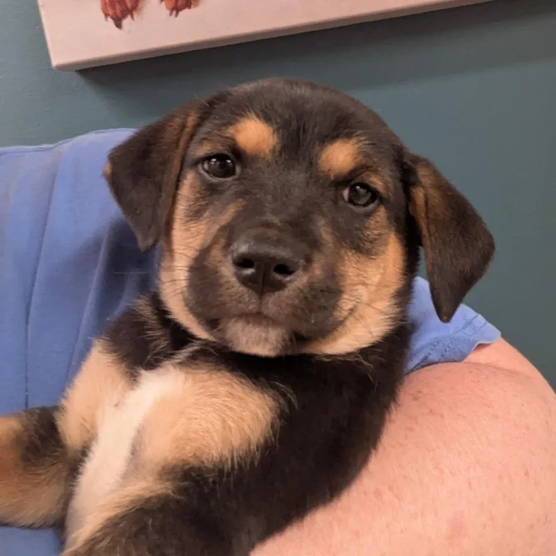 A baby large-sized male Black Mixed Breed dog named Baked Beans for adoption in Huntsville, AR