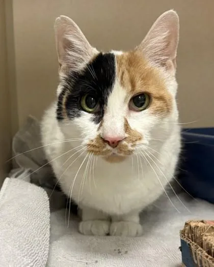 An adult medium-sized female Domestic Short Hair cat named Texas Roadhouse for adoption in New Hope, PA