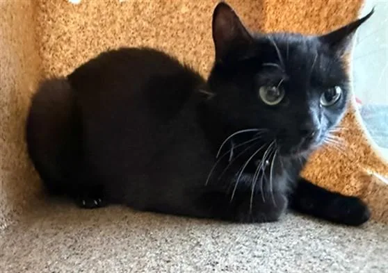 A young small-sized female Domestic Short Hair cat named Belly for adoption in Lancaster, CA