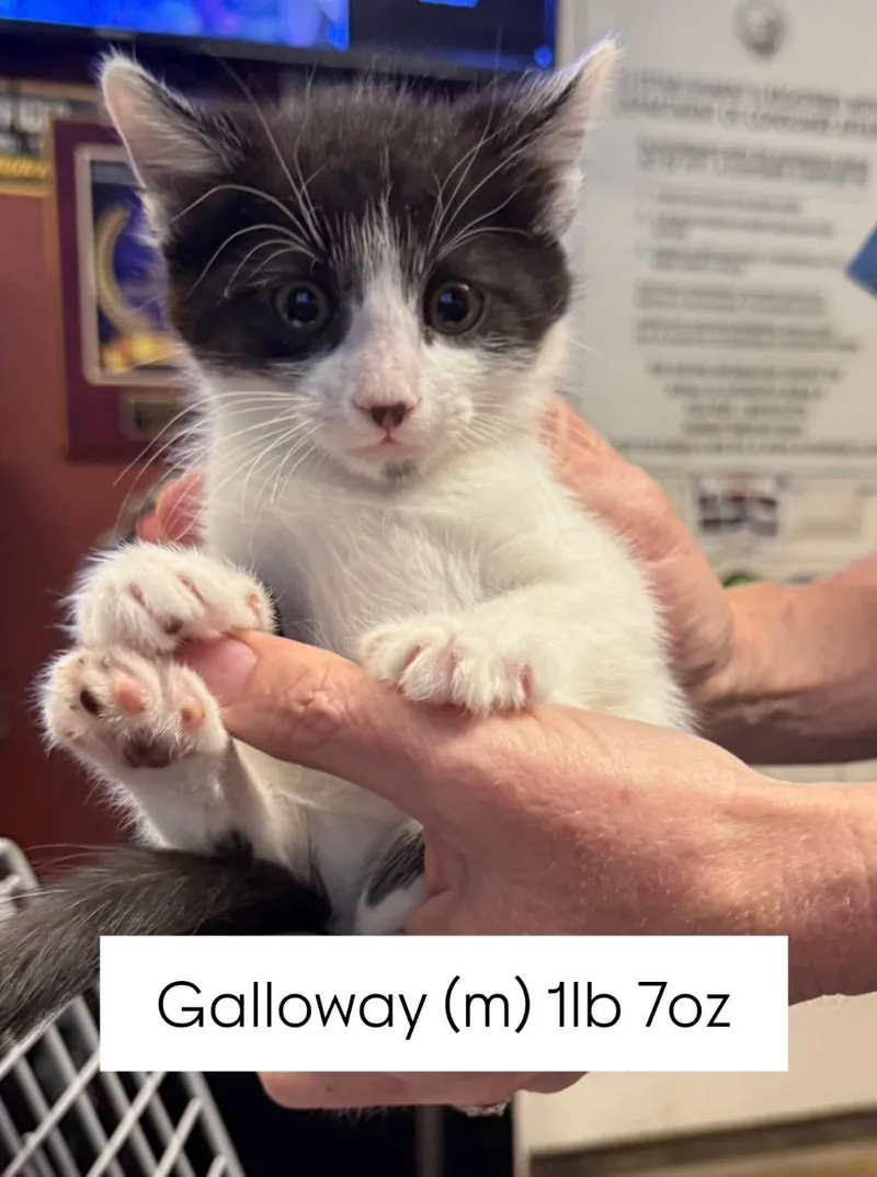 Galloway