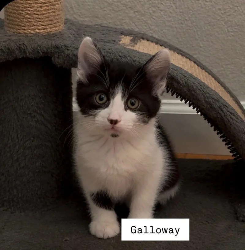Galloway thumbnail 2