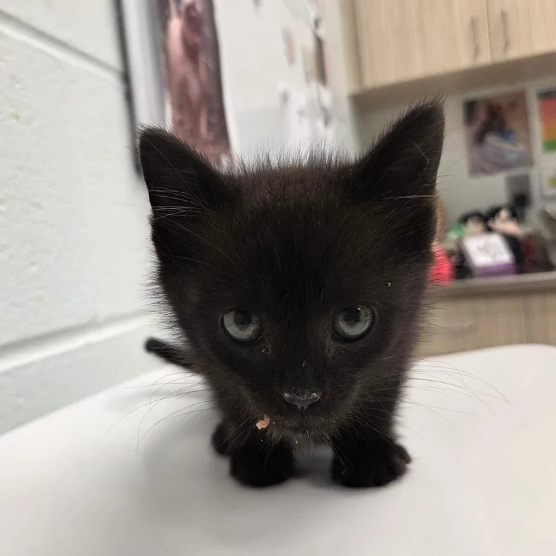 A baby small-sized male Black Domestic Short Hair cat named Austin Powers for adoption in Chattanooga, TN