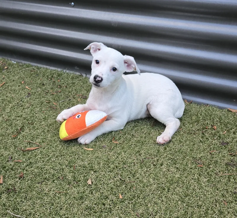 A baby medium-sized female Jack Russell Terrier dog named Sprite for adoption in Apache Junction, AZ