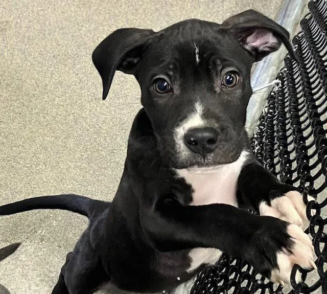 A young medium-sized female Mixed Breed dog named Ocean Months Female for adoption in Sterling, MA