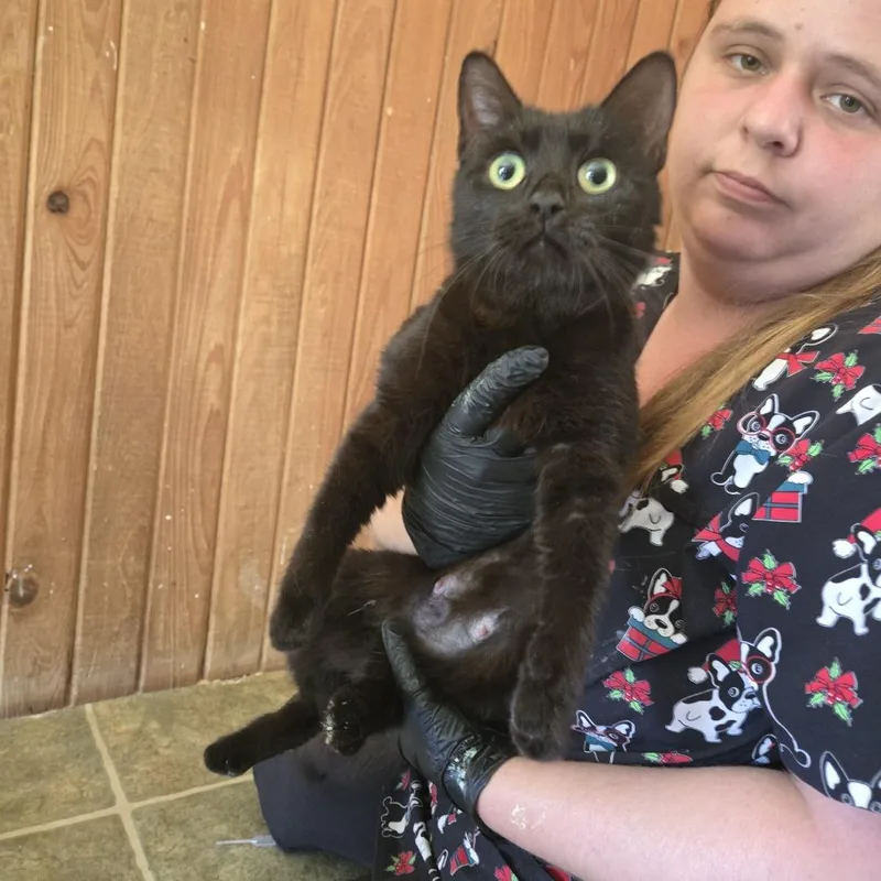 A young medium-sized female Black Domestic Short Hair cat named Bambi for adoption in Tylertown, MS