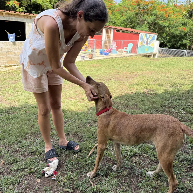 A baby medium-sized female Plott Hound dog named Una for adoption in ISABELA, PR
