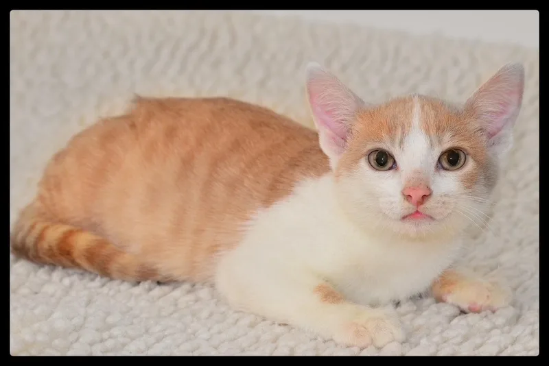 A baby small-sized male Tabby (Orange / Red) Domestic Short Hair cat named Blizzard A for adoption in San Andreas, CA