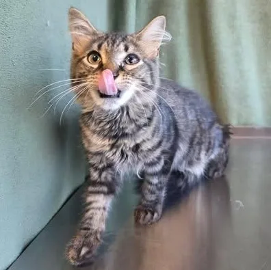 A baby medium-sized male Tabby (Buff / Tan / Fawn) Domestic Long Hair cat named Babbel for adoption in Shippenville, PA