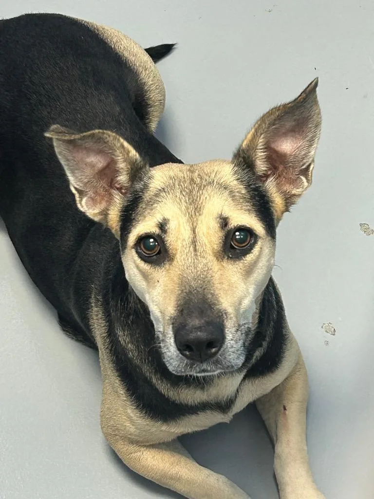 A young medium-sized female Corgi dog named Pep for adoption in Hartsville, SC