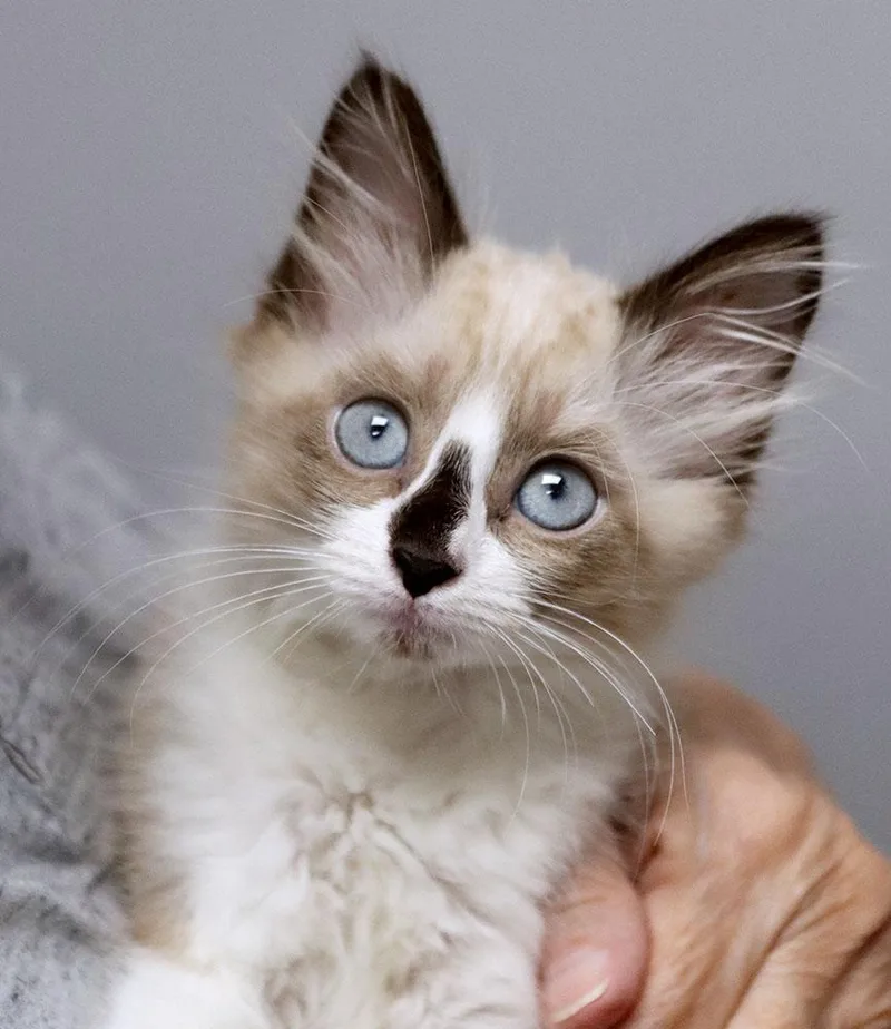 A baby medium-sized male Domestic Medium Hair cat named Koala Bear for adoption in Kansas City, KS