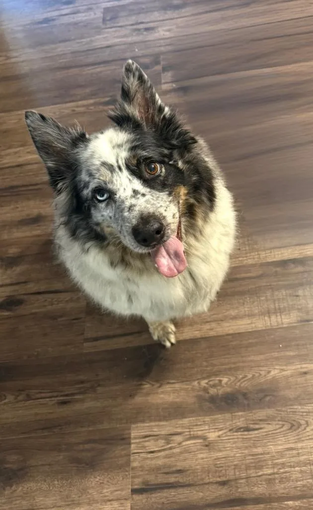 Remmy
