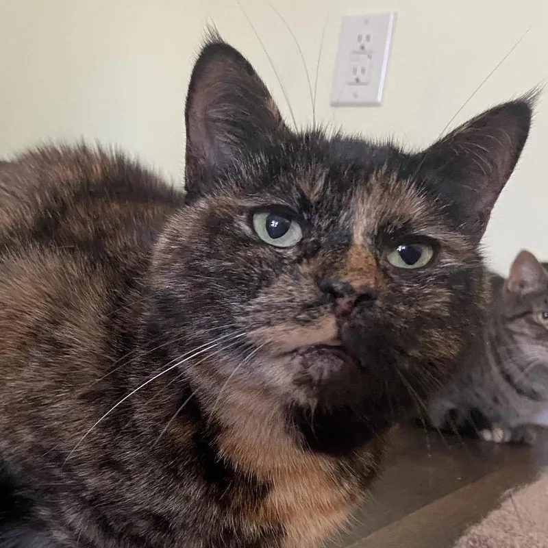 Shimmer Mama thumbnail 2