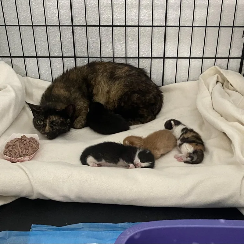 Shimmer Mama thumbnail 3