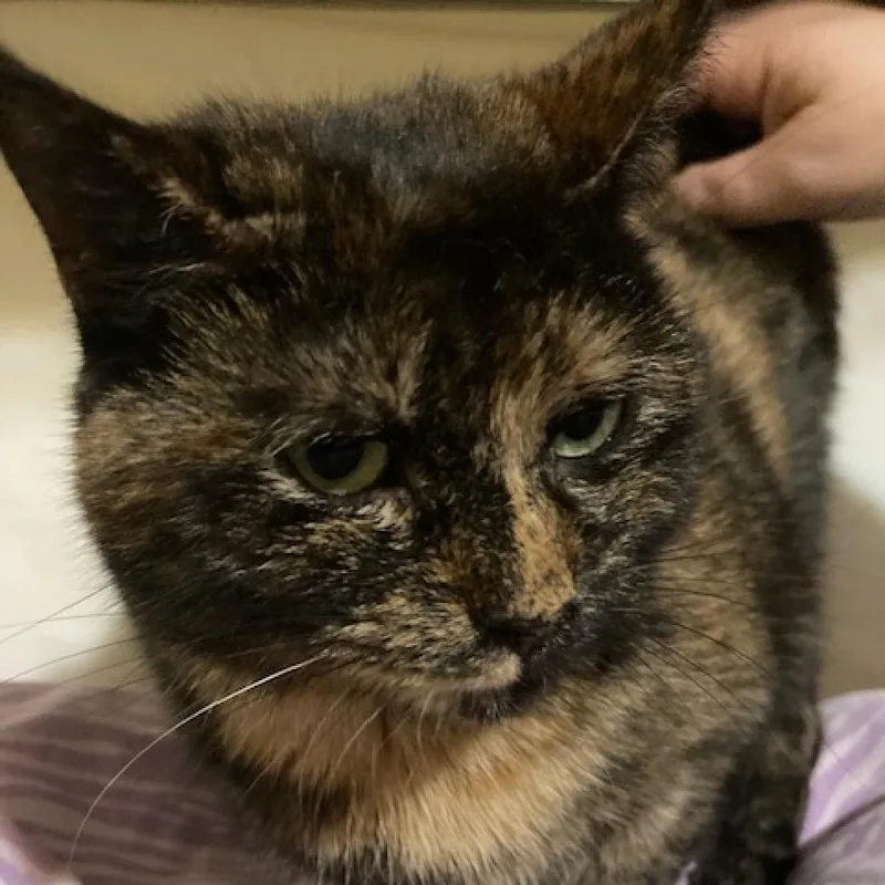 Shimmer Mama thumbnail 4