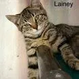 Lainey