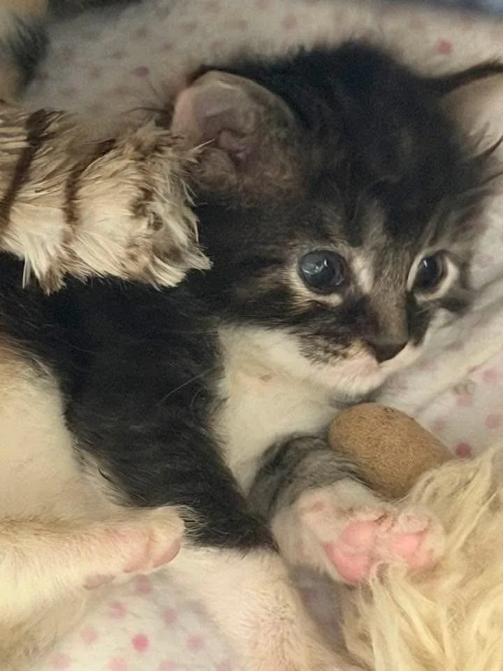 A baby medium-sized female Domestic Short Hair cat named Mouse for adoption in Clinton Township, MI