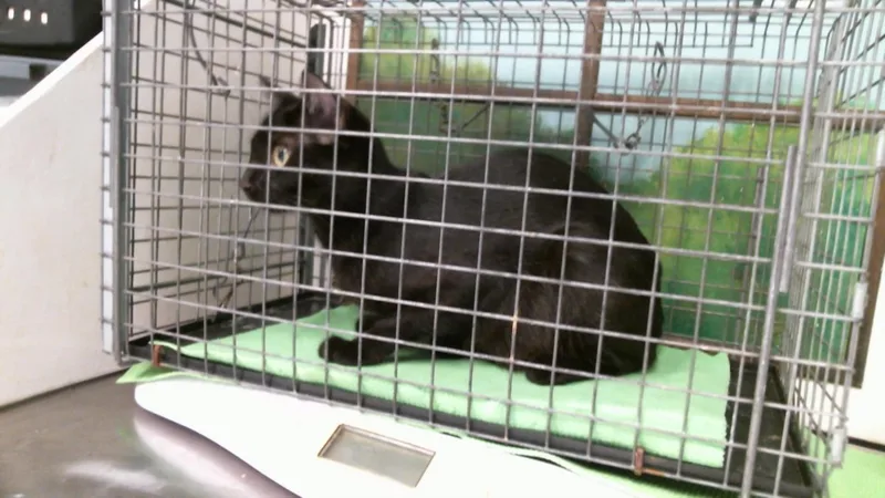 A young medium-sized female Domestic Short Hair cat named Star for adoption in Houston, TX