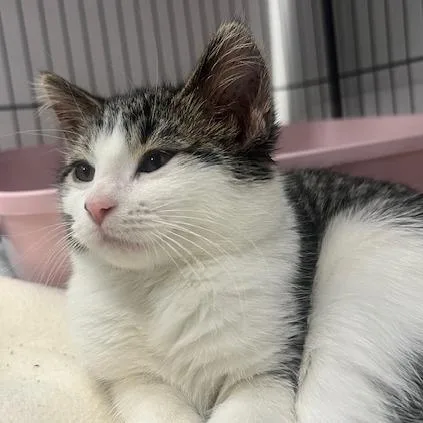 Teeter Totter thumbnail 2