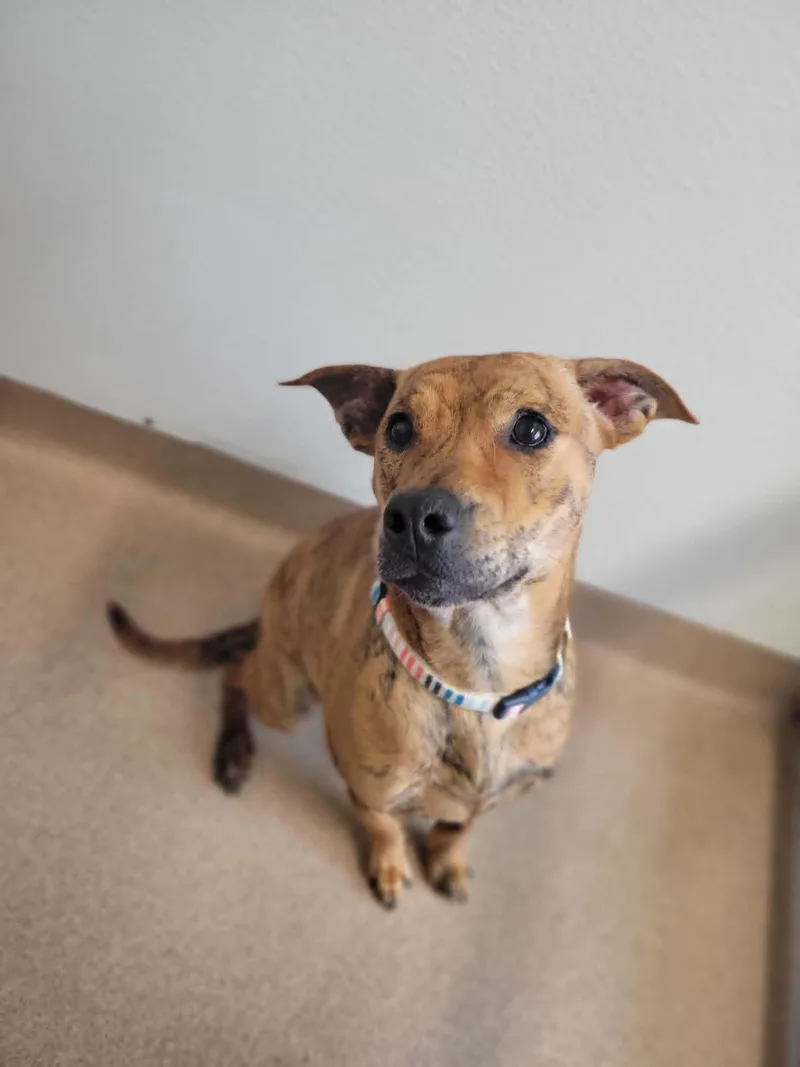 A young medium-sized female Brindle Terrier dog named Zelda for adoption in Chambersburg, PA