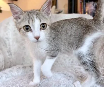 A baby medium-sized female Domestic Short Hair cat named Lichen for adoption in Chamblee, GA