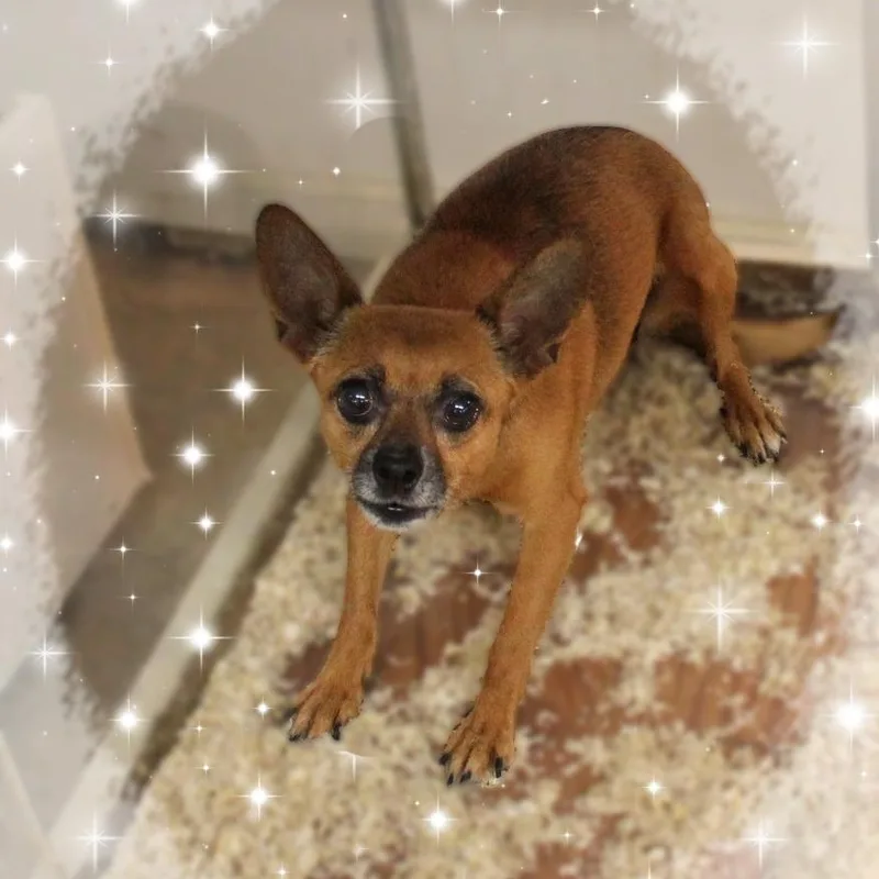 An adult small-sized male Red / Chestnut / Orange Chihuahua dog named Peyton for adoption in Amelia, OH